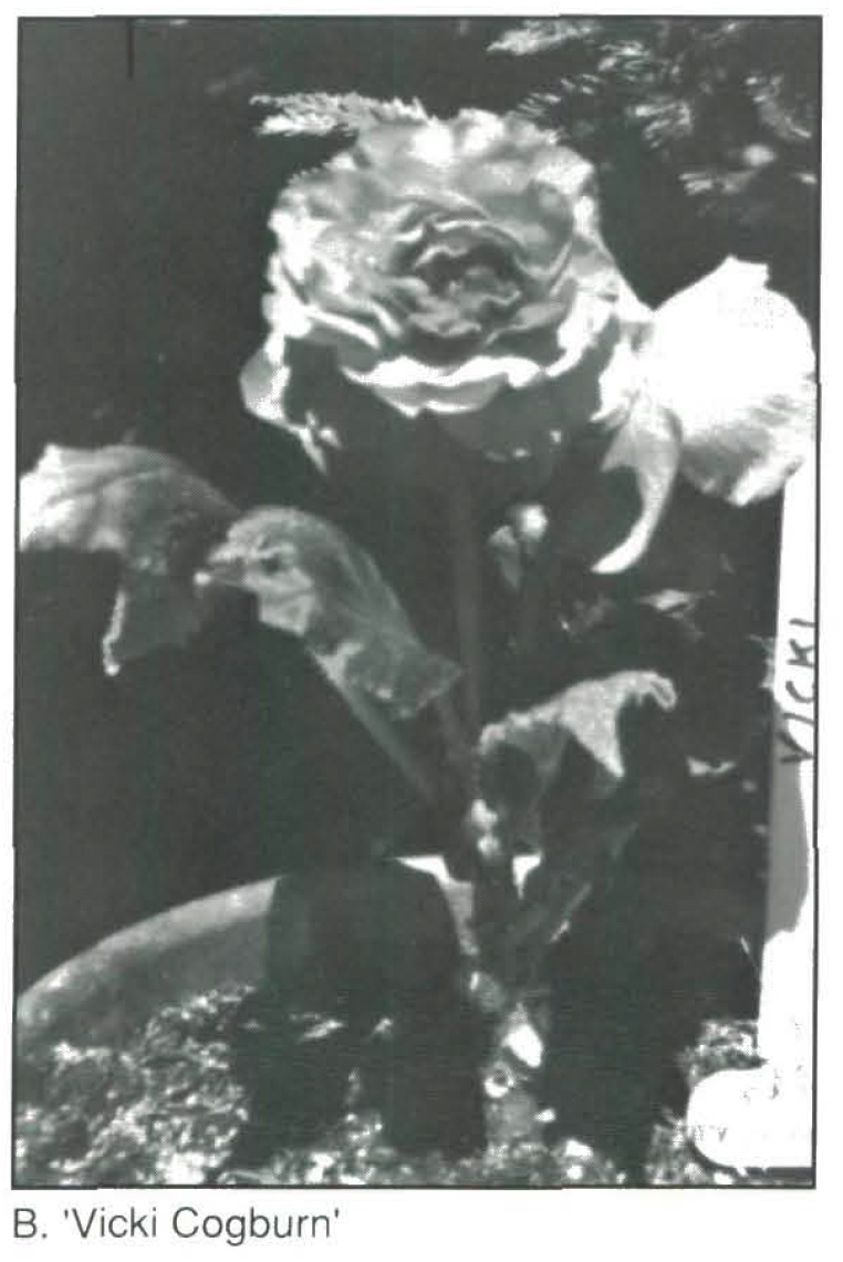 B. ‘Vicki Cogburn’